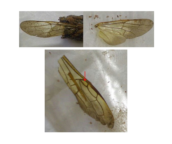 Help! Imenottero da identificare...